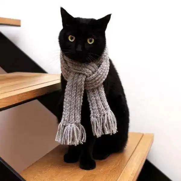 老一辈告诫:养猫不能养"黑猫",这是为啥呢?