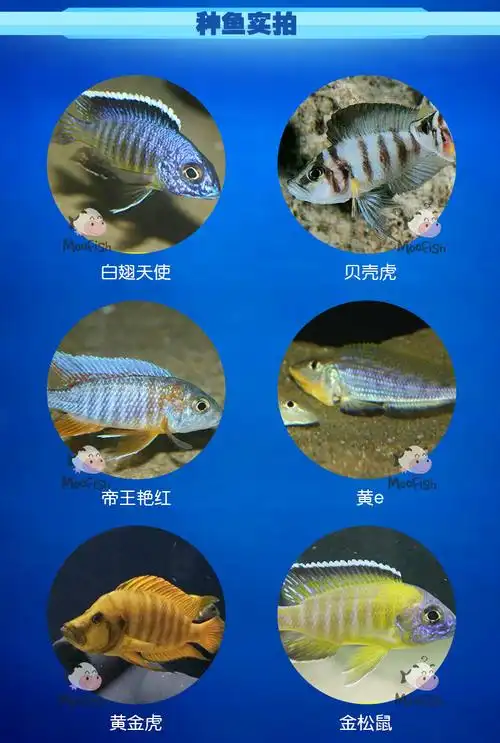 三湖慈鲷马鲷 热带淡水观赏鱼 大马类 金鹰 德系f1 活体 报损