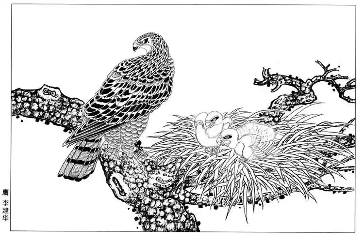 资源分享白描老鹰