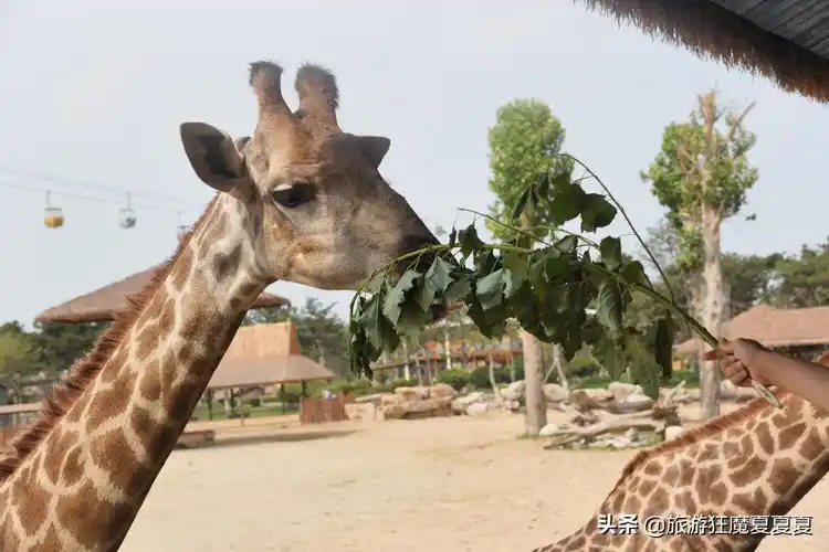 齐河游乐园门票多少钱(山东一县城竟有一个超大度假区) - 价格百科
