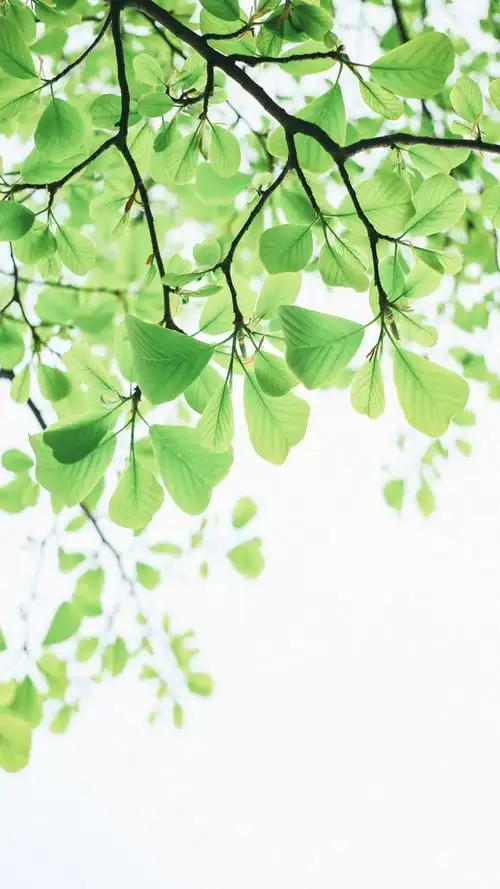 张干净清新简约的壁纸吧,文艺小清新的风景图片~特别适合做壁纸哦~喜