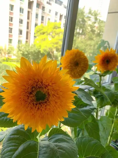 玩具熊毛熊向日葵开花了