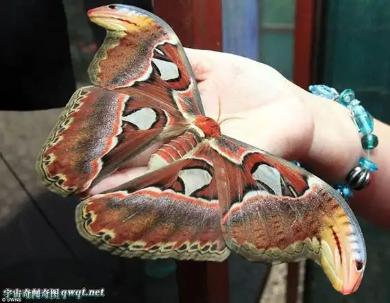 这只大飞蛾和一种学名叫乌桕大蚕蛾的飞蛾很像.