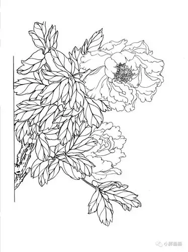 工笔画牡丹白描高清素材!赶紧收藏__凤凰网