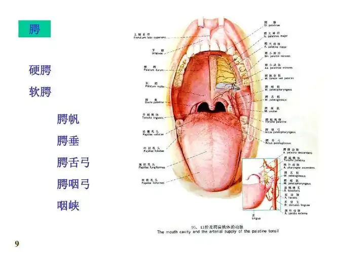 硬腭 软腭 腭帆 腭垂 腭舌弓 腭咽弓 咽峡腭