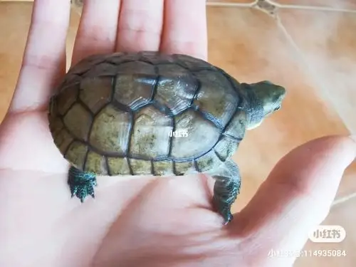 为什么黄喉拟水龟颜色这么深_黄喉拟水龟_宠物_宠物其他