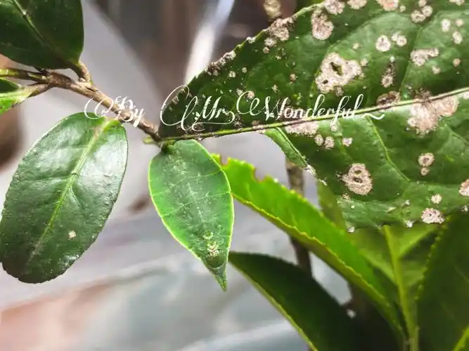 更新一点记录95海南鴞目大蚕蛾之前有想看腹面图的小伙伴今天有拍了