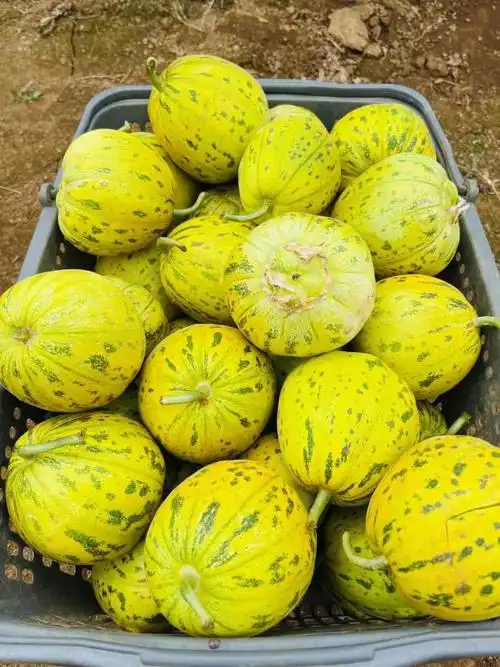 来吧,新品八里香,嘎嘎漂亮