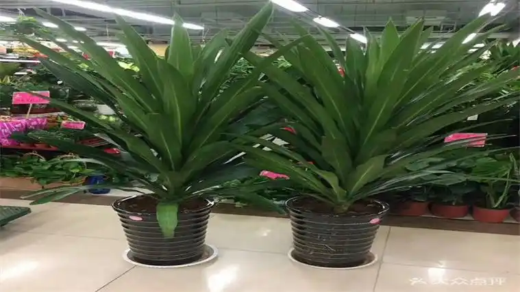 青云直上怎么养 - 赛百科