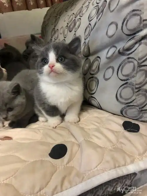 双十一出生的包子脸蓝白正八和蓝猫宝宝