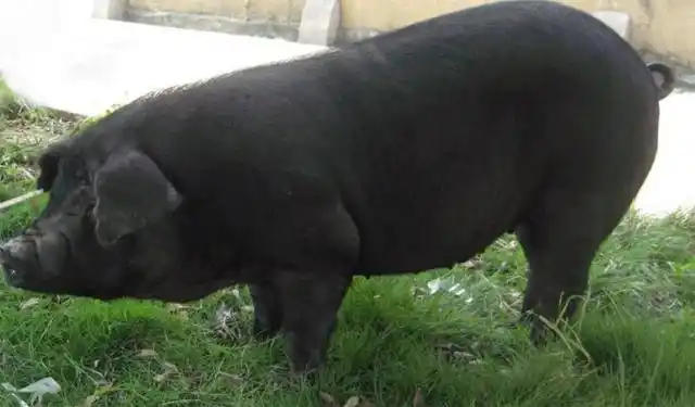 什么是品种优良的猪想必在养殖户心中也有数,像国外的大约克夏,杜洛克