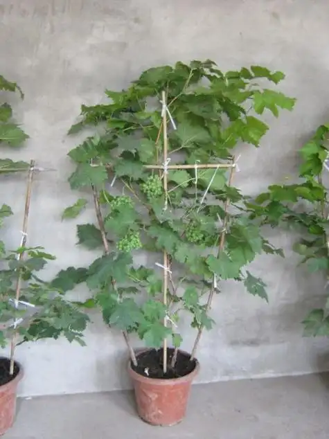 盆景葡萄怎样搭架子