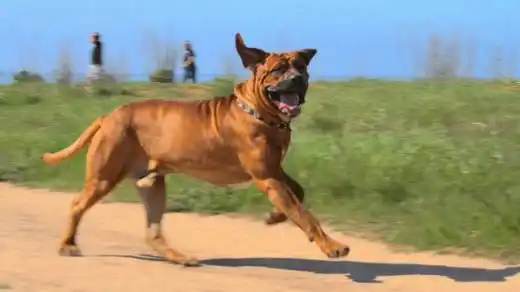 a japanese tosa. picture: supplied