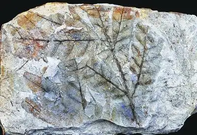 在二叠纪大灭绝后消失的大雨羊齿类化石