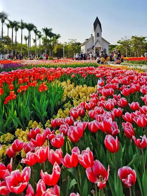 厦门园博苑郁金香花展