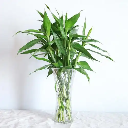 广州富贵竹转运开运观音竹水培植植物绿植节节高鲜花速递(同城)