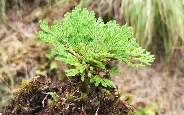 不死草的功效与作用(关于不死草的功效与作用)