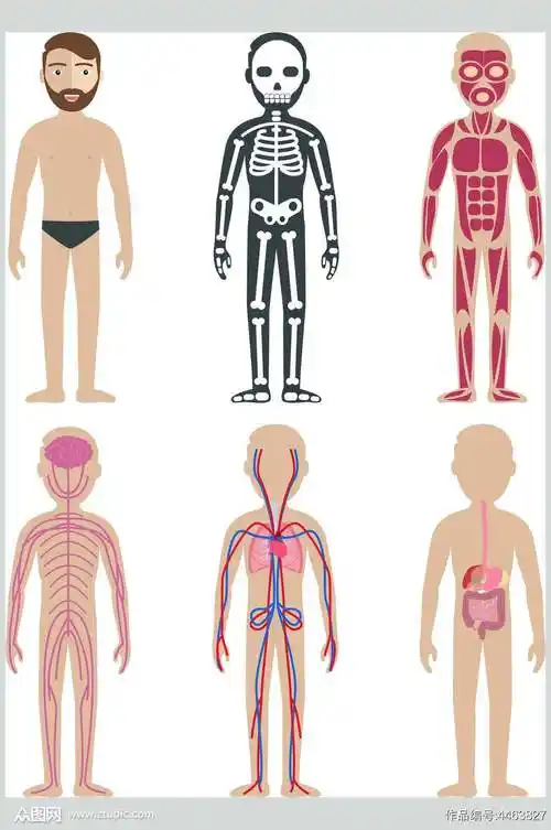 线条人体黄红黑人体构造图矢量素材