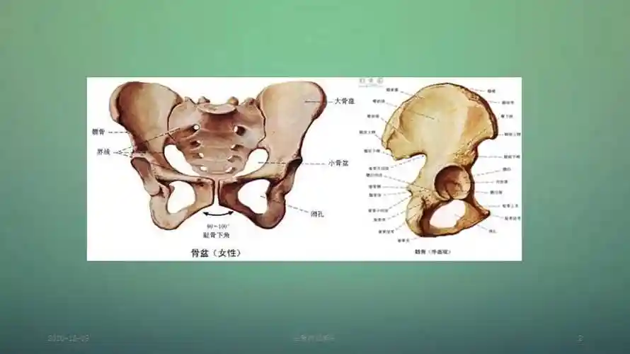 坐骨神经解剖(精品收藏)-金锄头文库