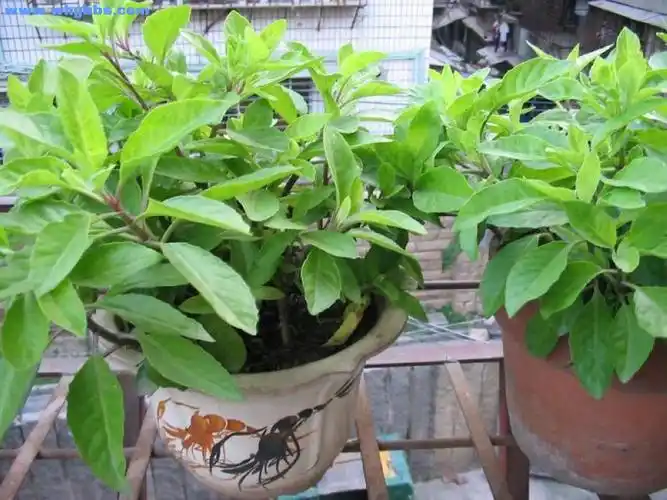 人间仙草明月草与明日叶