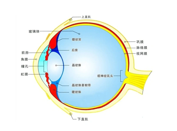 男子用筋膜枪按摩眼部打断晶状体悬韧带险些失明