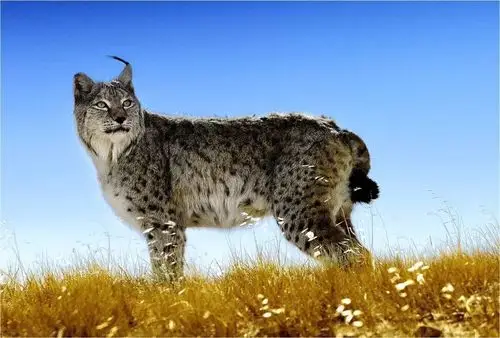 p>猞猁(学名: span class="ref" data-ctrid="sw2qc3bqfp4k"> i>