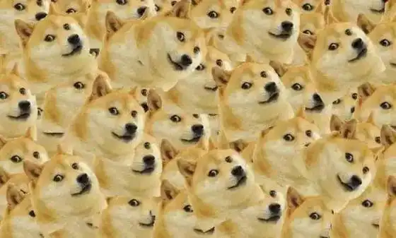 doge表情包原型去世,狗狗变老了我们能做些什么?