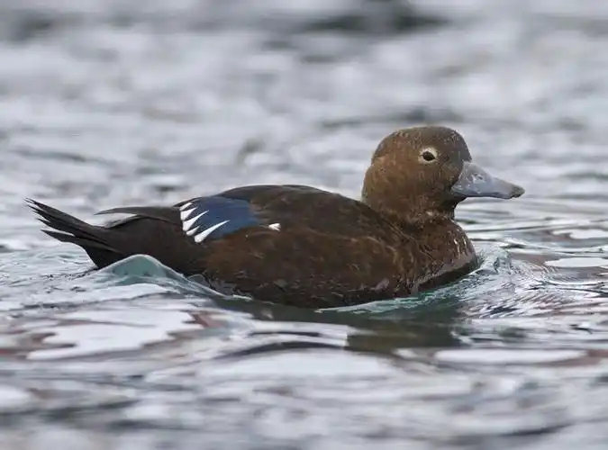 p>小绒鸭(学名: i>polysticta stelleri /i>)鸭科小绒鸭属鸟类,体长