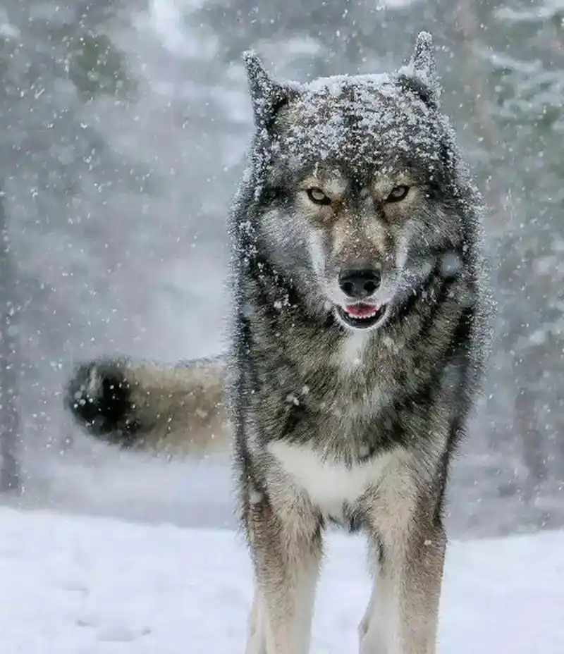 地球上最凶猛的动物 狼(最强的北美灰狼做代表)北美灰狼是分布在美国