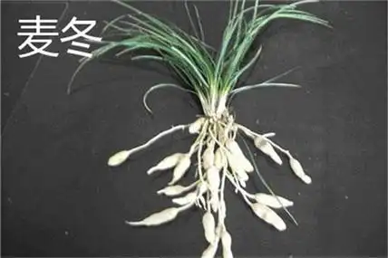 天门冬和麦冬的区别