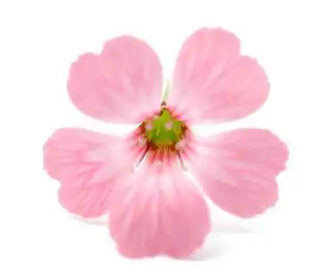 娇嫩的粉红色花朵图片