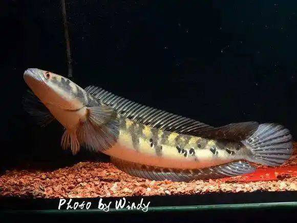 鱼友实拍自己养过的4种黑魔神雷龙鱼,优雅而霸气!
