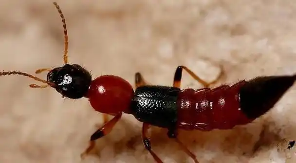 红色蚂蚁怎么除掉,如何有效地清除红蚂蚁的方法图2