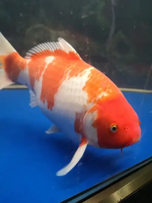 大肚子 - 锦鲤玩家 - 龙巅锦鲤鱼