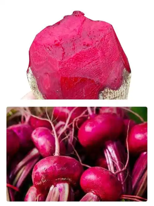 新鲜红菜头甜菜根甜菜头新鲜蔬菜10斤装