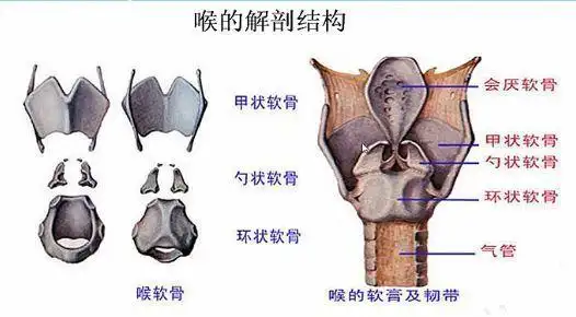 "声音嘶哑的害虫"——环杓关节脱位 - 好大夫在线