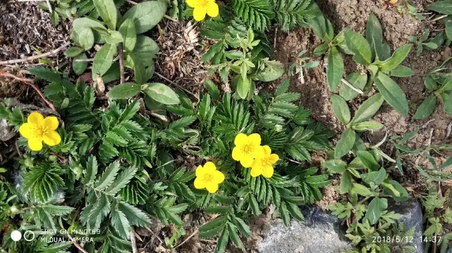 鹅绒委陵菜蔷薇科委陵菜属多年生草本植物