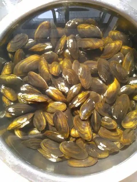 小溪蚌溪蚬蚌活体小河蚌观赏小鳑鲏繁殖用淡水蚌鱼缸造景包邮包损