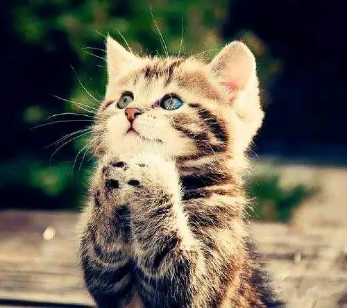 众生皆有佛性,看看这些会拜佛的小动物,太可爱啦!