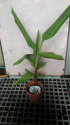 香料植物-(泰国黑姜)蓝姜5吋盆400元.一箱可装8株.