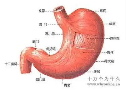 胃窦的组成结构