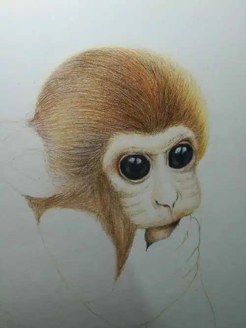 彩铅步骤(88)l 破"壳"而出的小猴子 - 简书