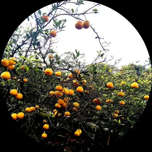 独立寒秋,湘江北去,橘子洲头.看万山红遍,层林尽染,漫江碧透,百争流.