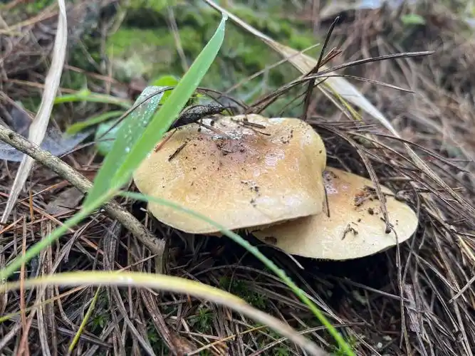 云南楚雄出台办法规范野生菌采集:大力推广承包经营,禁用锄头等大型
