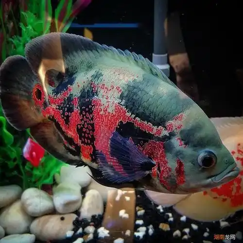 地图鱼都有几种颜色有哪些品种 稀有地图鱼品种有哪些