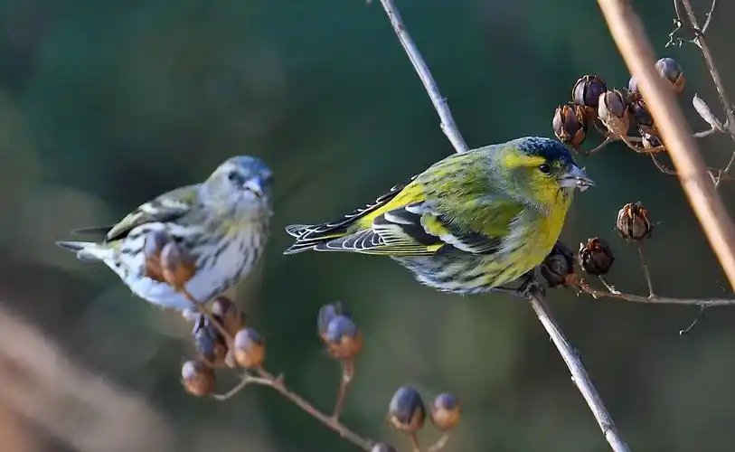 (相和歌辞,野田黄雀行),唐,僧齐己