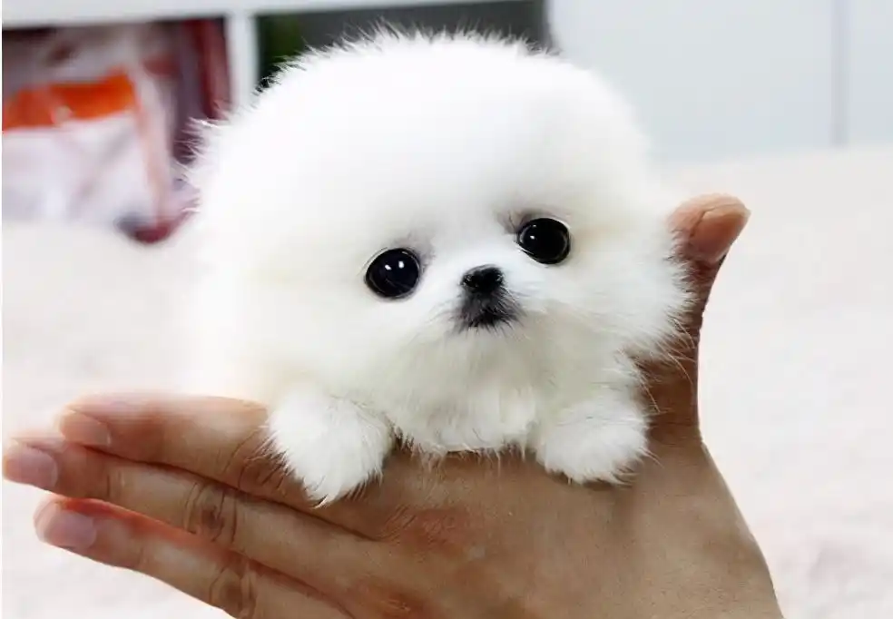 平均寿命:5~6年要说最难养活的狗狗,茶杯犬绝对是