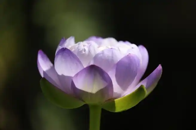 唯美绽放#】近日,江苏南京,玄武湖的紫色睡莲惊艳绽放,淡紫色的花瓣层