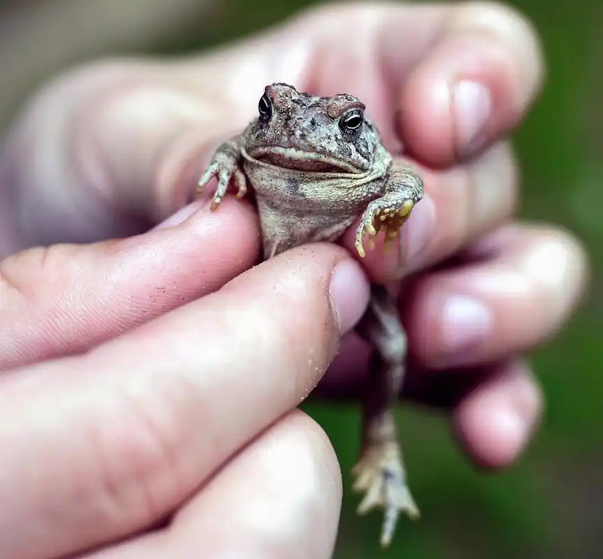 发现和探索,一个孩子发现了一只小蟾蜍在森林里.