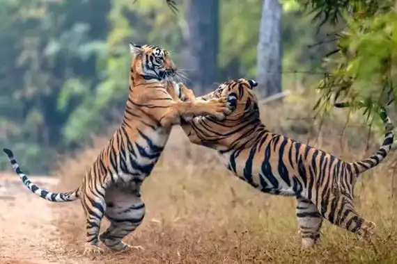 敢和老虎打架的动物 食铁兽是什么动物 世界上最大的动物_生活百科